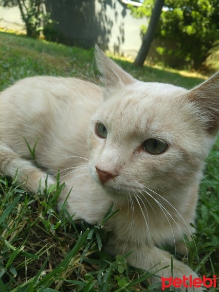 Tekir Kedi, Kedi  Papatya &Minik fotoğrafı
