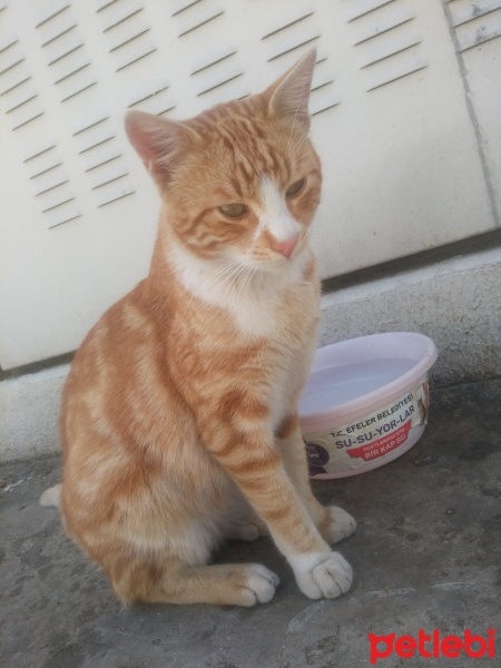Tekir Kedi, Kedi  Papatya &Minik fotoğrafı