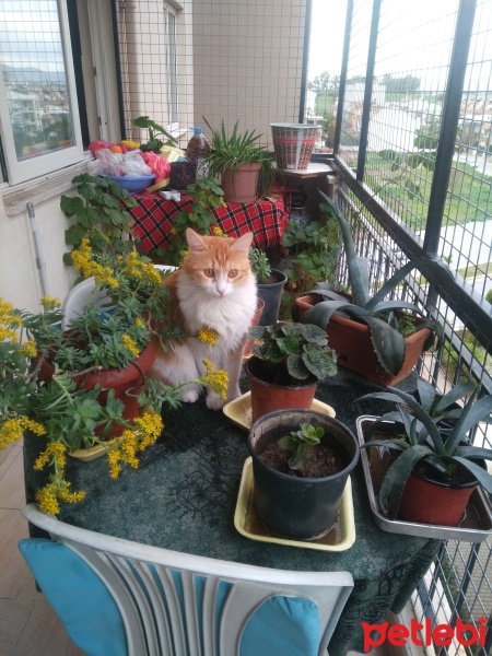 Tekir Kedi, Kedi  Papatya &Minik fotoğrafı