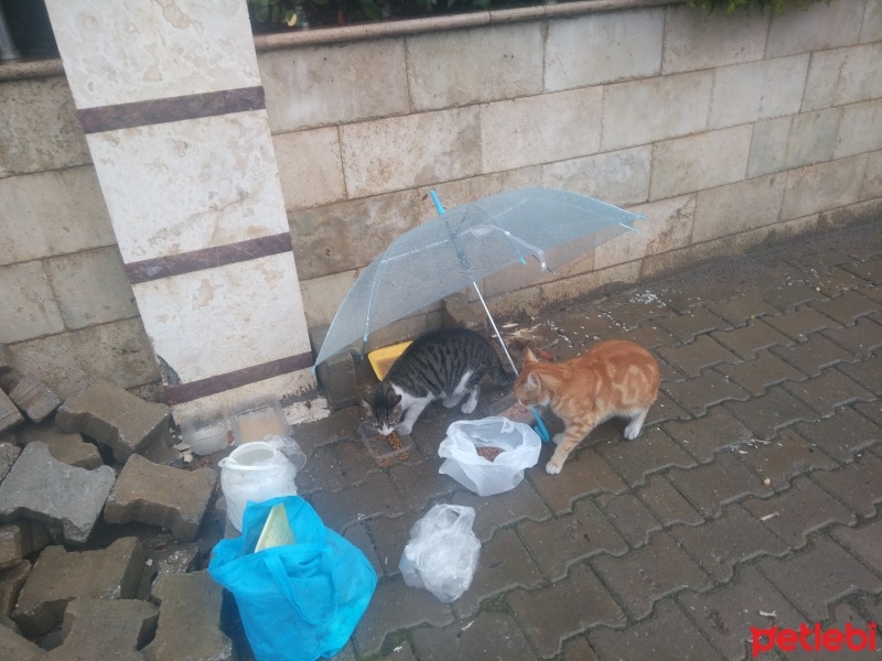 Tekir Kedi, Kedi  Papatya &Minik fotoğrafı