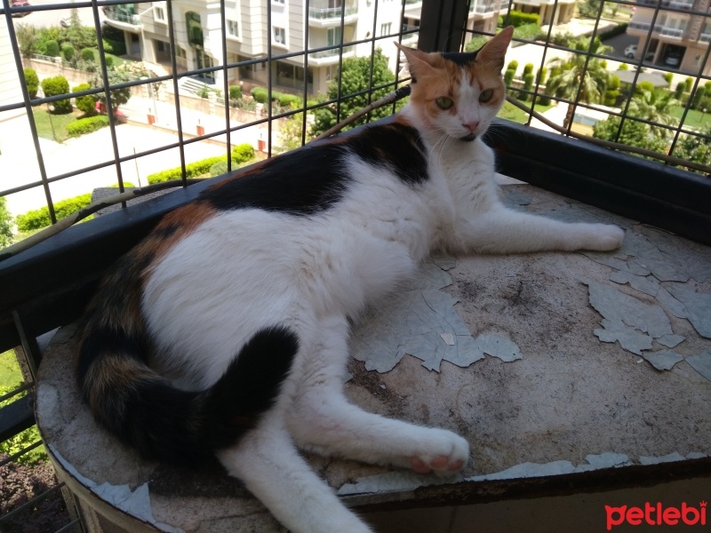 Tekir Kedi, Kedi  Papatya &Minik fotoğrafı