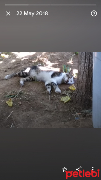 Tekir Kedi, Kedi  Papatya &Minik fotoğrafı