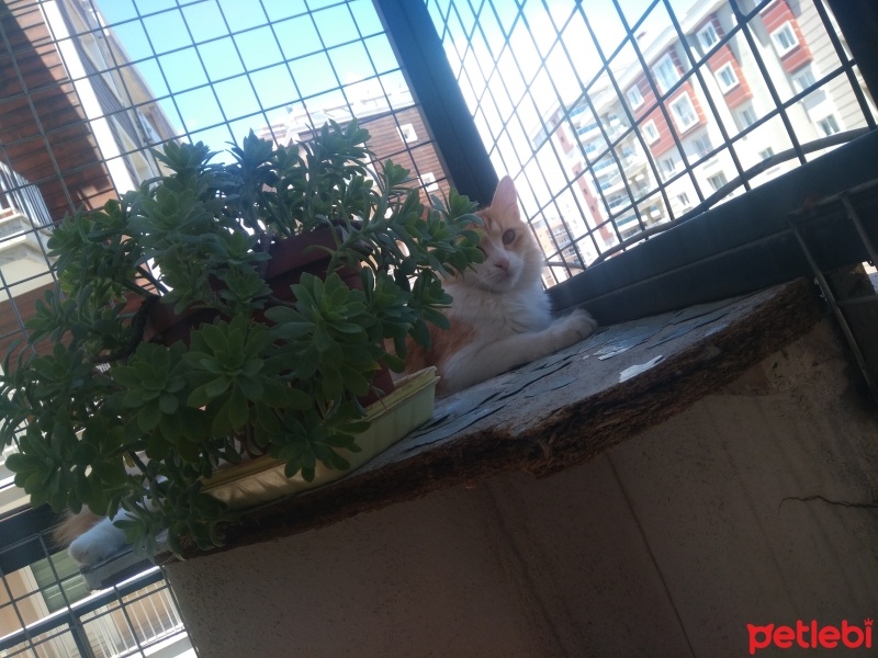 Tekir Kedi, Kedi  Papatya &Minik fotoğrafı