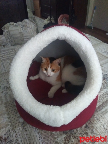 Tekir Kedi, Kedi  Papatya &Minik fotoğrafı