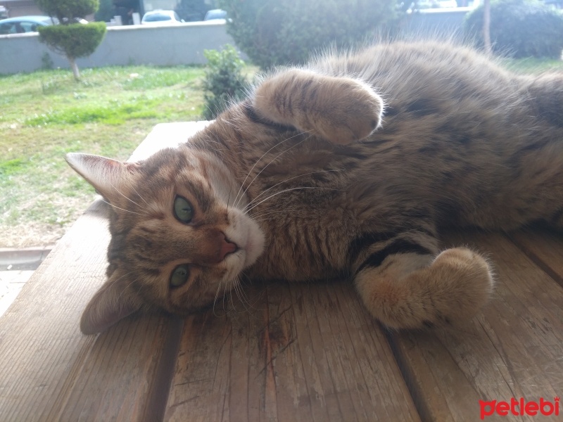 Tekir Kedi, Kedi  Papatya &Minik fotoğrafı