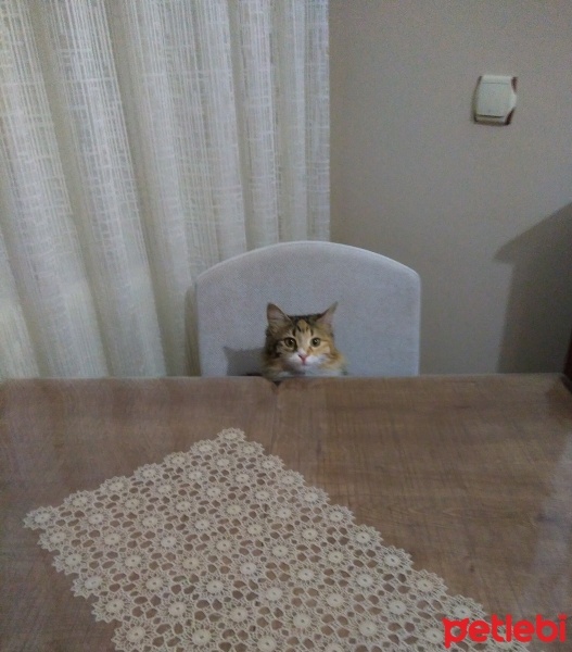 Tekir Kedi, Kedi  Papatya &Minik fotoğrafı