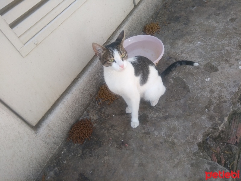 Tekir Kedi, Kedi  Papatya &Minik fotoğrafı