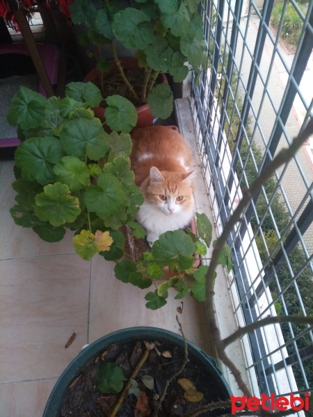 Tekir Kedi, Kedi  Papatya &Minik fotoğrafı