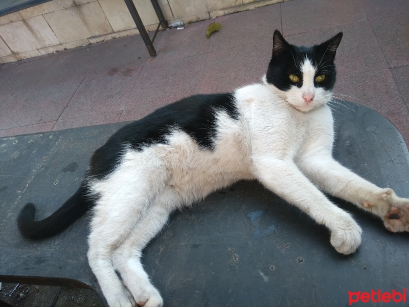 Tekir Kedi, Kedi  Papatya &Minik fotoğrafı