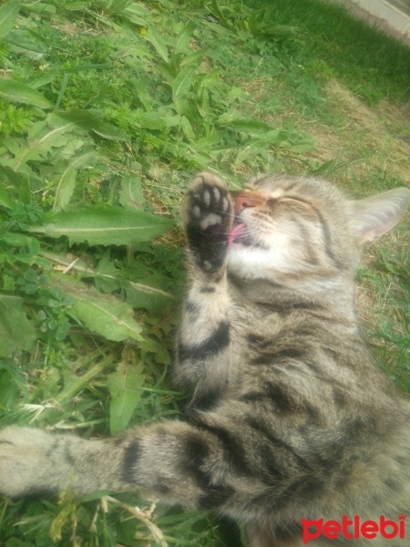 Tekir Kedi, Kedi  Papatya &Minik fotoğrafı