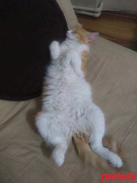 Tekir Kedi, Kedi  Papatya &Minik fotoğrafı