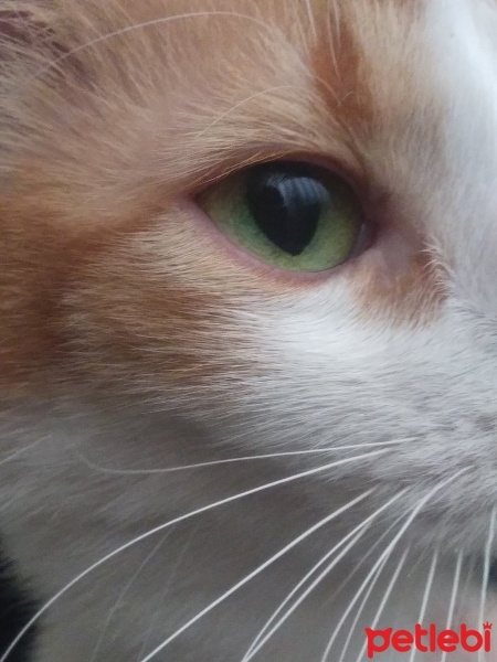 Tekir Kedi, Kedi  Papatya &Minik fotoğrafı