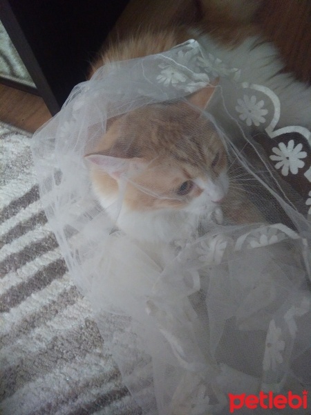 Tekir Kedi, Kedi  Papatya &Minik fotoğrafı