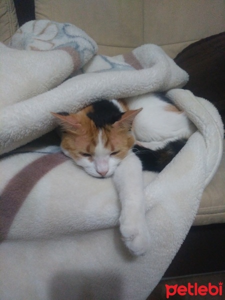 Tekir Kedi, Kedi  Papatya &Minik fotoğrafı