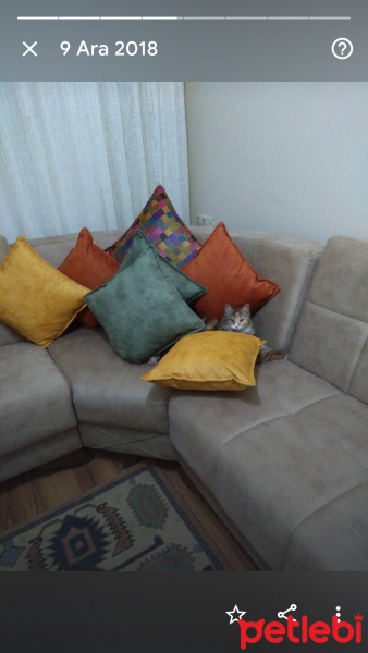 Tekir Kedi, Kedi  Papatya &Minik fotoğrafı