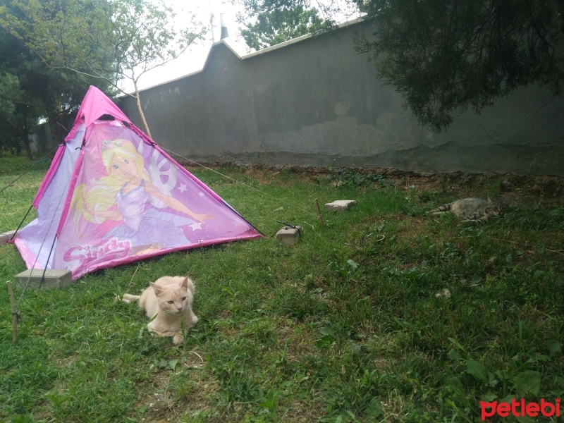 Tekir Kedi, Kedi  Papatya &Minik fotoğrafı