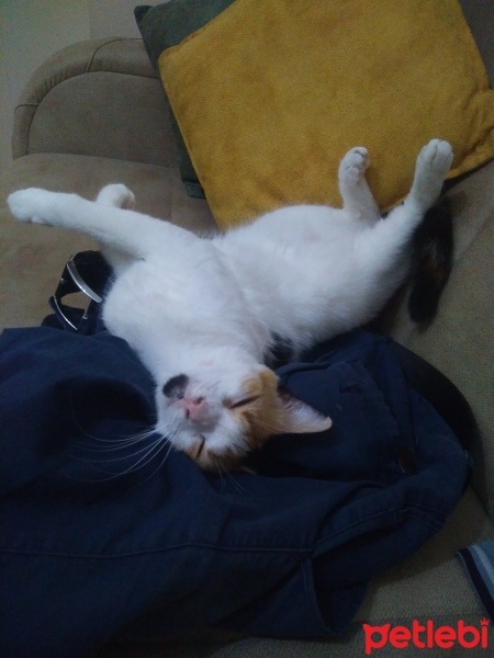 Tekir Kedi, Kedi  Papatya &Minik fotoğrafı