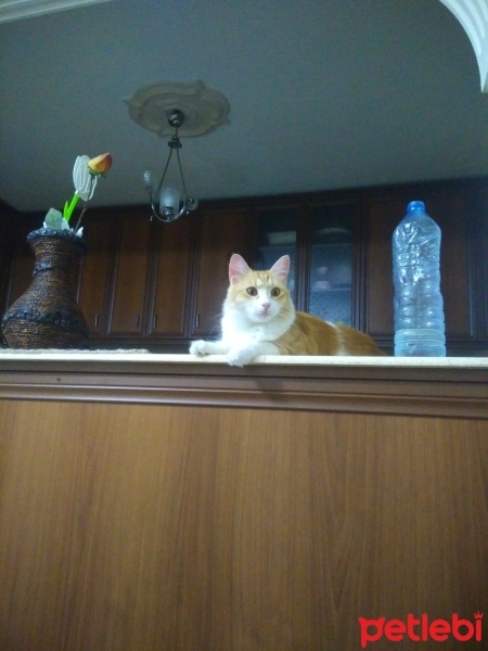 Tekir Kedi, Kedi  Papatya &Minik fotoğrafı