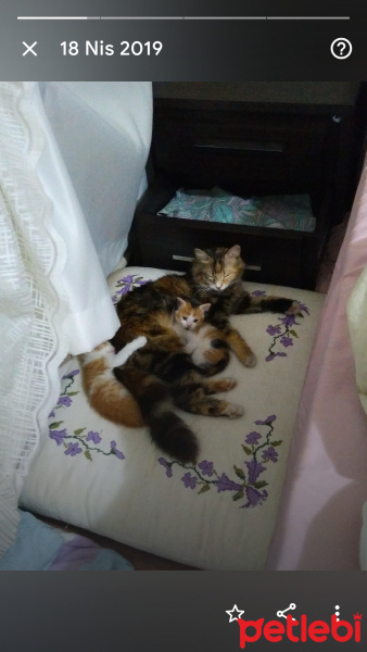 Tekir Kedi, Kedi  Papatya &Minik fotoğrafı