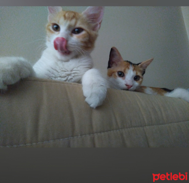 Tekir Kedi, Kedi  Papatya &Minik fotoğrafı