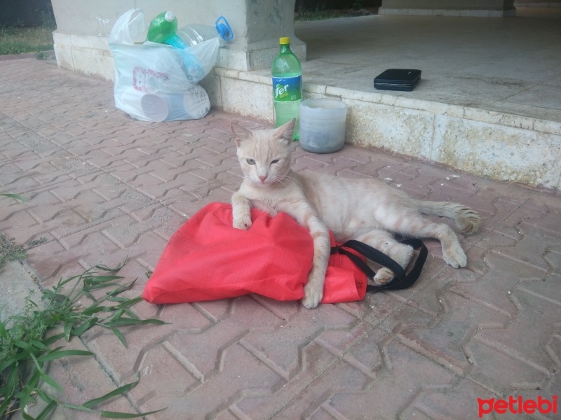 Tekir Kedi, Kedi  Papatya &Minik fotoğrafı