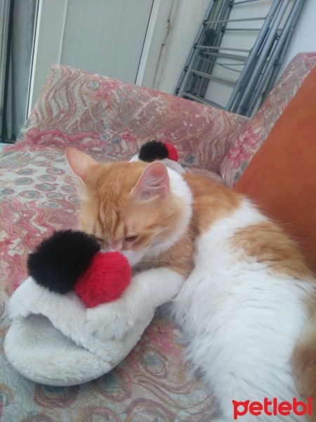Tekir Kedi, Kedi  Papatya &Minik fotoğrafı