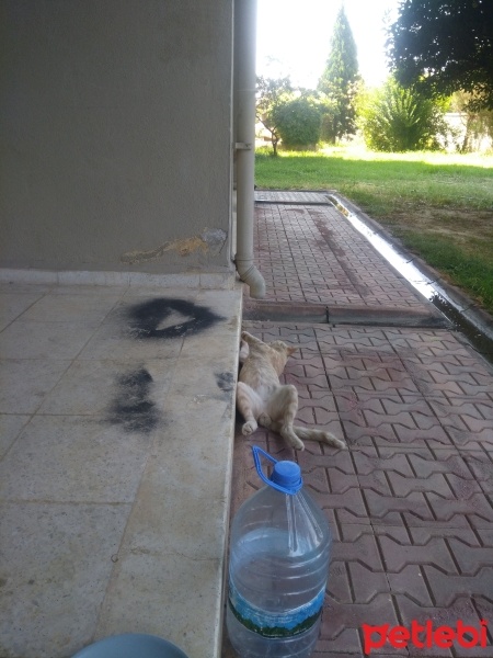 Tekir Kedi, Kedi  Papatya &Minik fotoğrafı