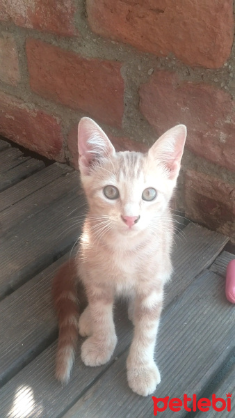 Tekir Kedi, Kedi  Papatya &Minik fotoğrafı
