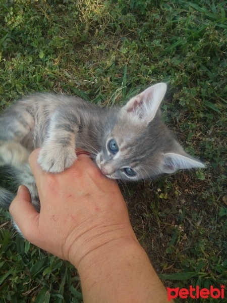 Tekir Kedi, Kedi  Papatya &Minik fotoğrafı