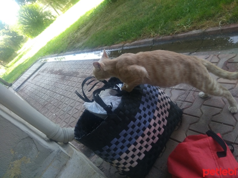 Tekir Kedi, Kedi  Papatya &Minik fotoğrafı