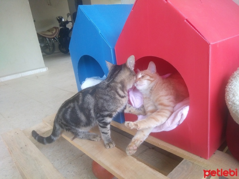 Tekir Kedi, Kedi  Papatya &Minik fotoğrafı