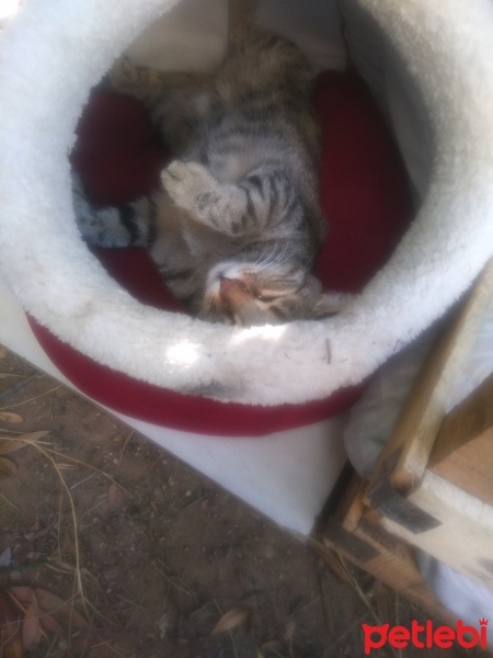 Tekir Kedi, Kedi  Papatya &Minik fotoğrafı