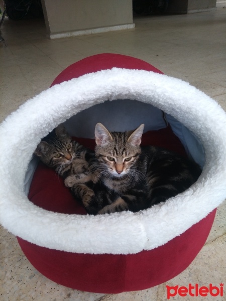 Tekir Kedi, Kedi  Papatya &Minik fotoğrafı