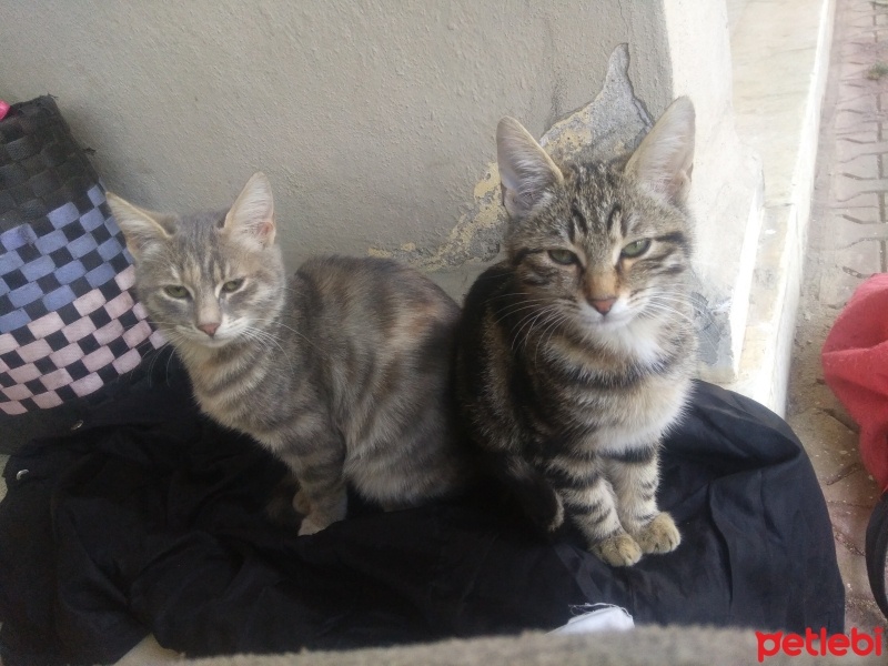 Tekir Kedi, Kedi  Papatya &Minik fotoğrafı