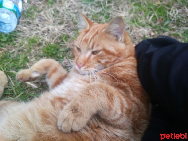 Tekir Kedi, Kedi  Papatya &Minik fotoğrafı