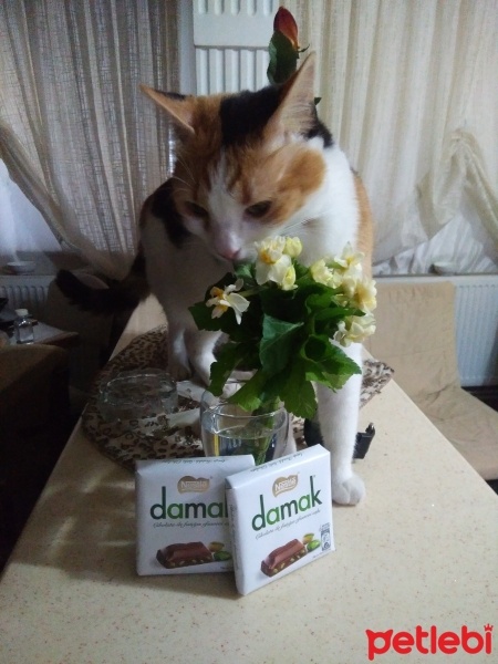 Tekir Kedi, Kedi  Papatya &Minik fotoğrafı
