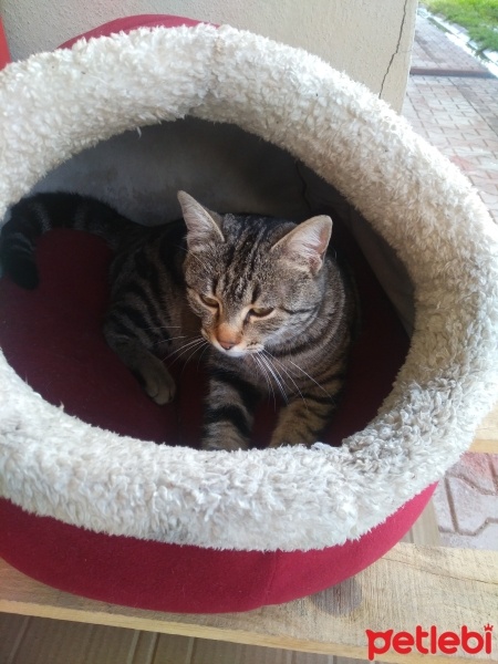 Tekir Kedi, Kedi  Papatya &Minik fotoğrafı