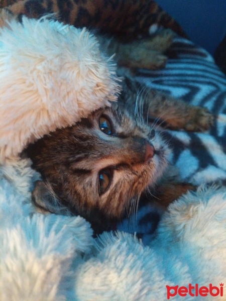 Tekir Kedi, Kedi  Papatya &Minik fotoğrafı
