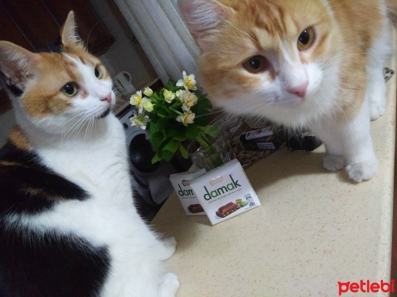 Tekir Kedi, Kedi  Papatya &Minik fotoğrafı
