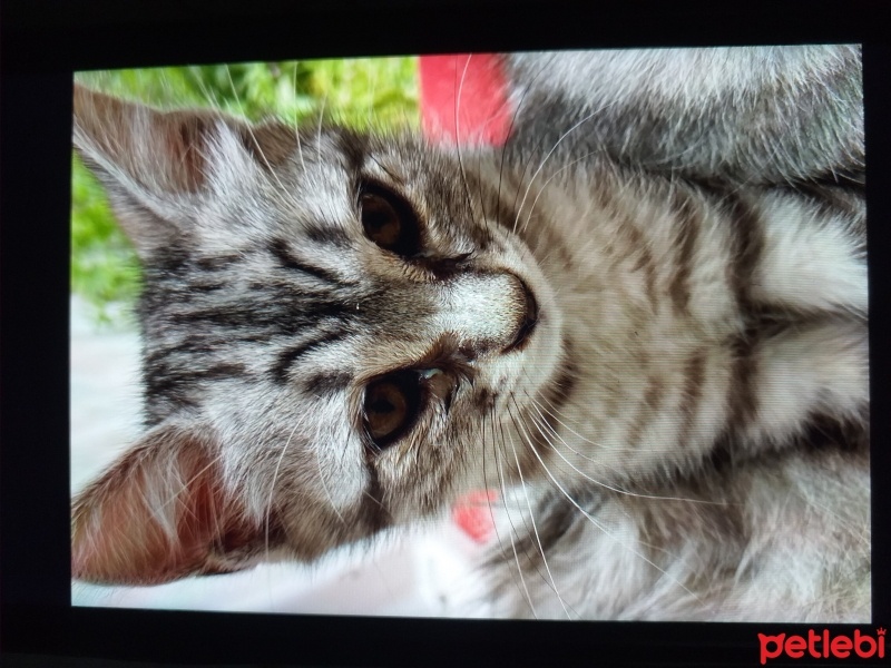 Tekir Kedi, Kedi  Gri fotoğrafı
