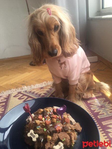 İngiliz Cocker Spaniel, Köpek  Coco fotoğrafı