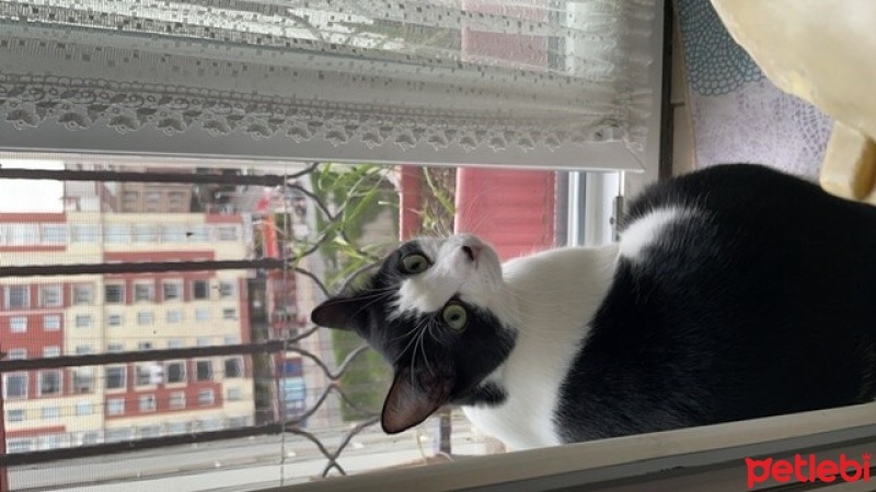 Soke, Kedi  Miya fotoğrafı