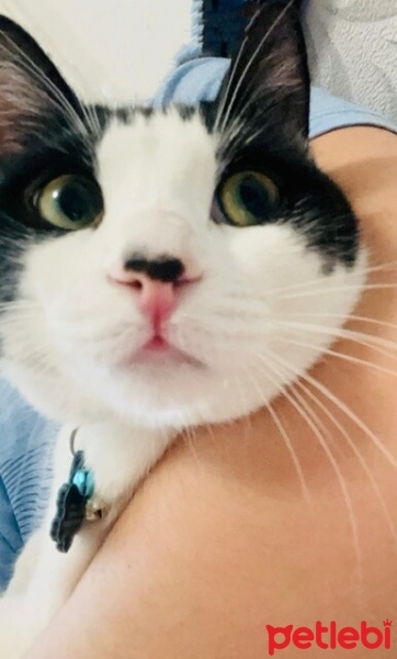 Soke, Kedi  Miya fotoğrafı