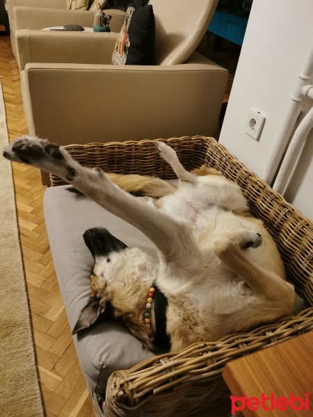 Sokö (Sokak Köpeği), Köpek  Başkan fotoğrafı