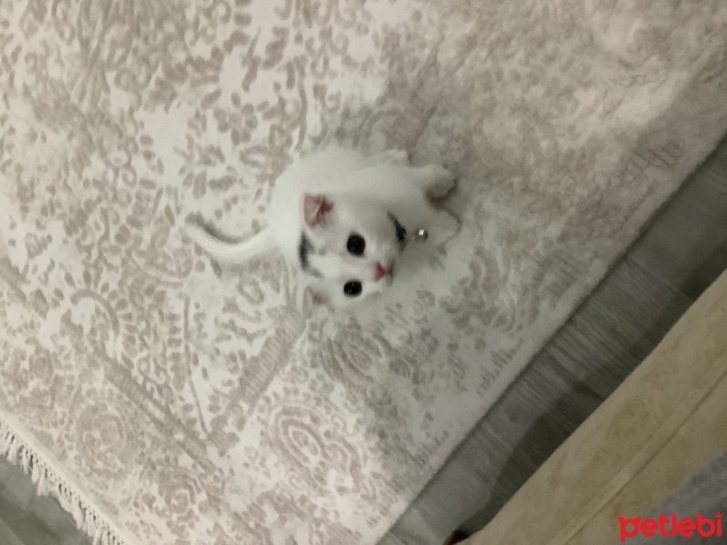 Scottish Fold, Kedi  Dobby fotoğrafı