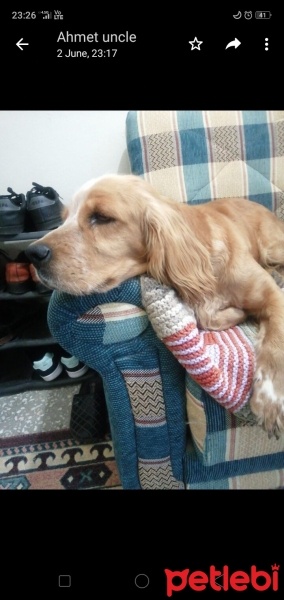 Golden Retriever, Köpek  Sofia Luna fotoğrafı