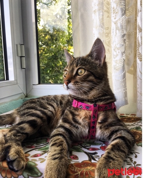Tekir Kedi, Kedi  Gümüş fotoğrafı