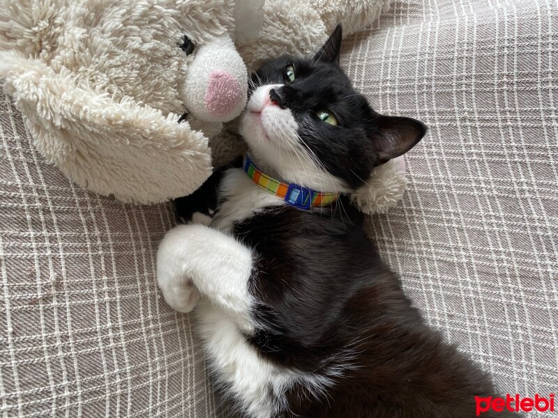 Tuxedo (Smokin) Kedi, Kedi  Sushi fotoğrafı