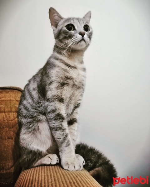 Tekir Kedi, Kedi  Şila fotoğrafı