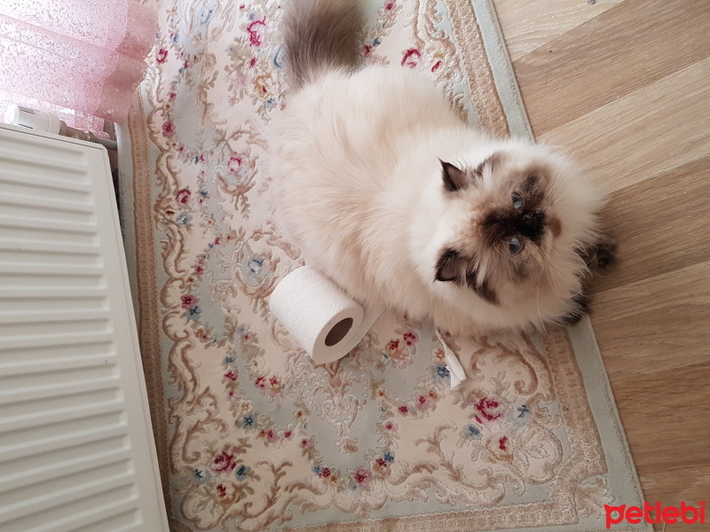 Chinchilla, Kedi  Vanilya fotoğrafı